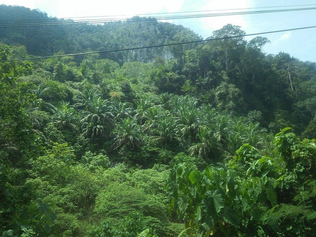 Hutan Nagari Manganti: 1.242 Hektare Kawasan Hutan Desa untuk Kesejahteraan Anak Nagari